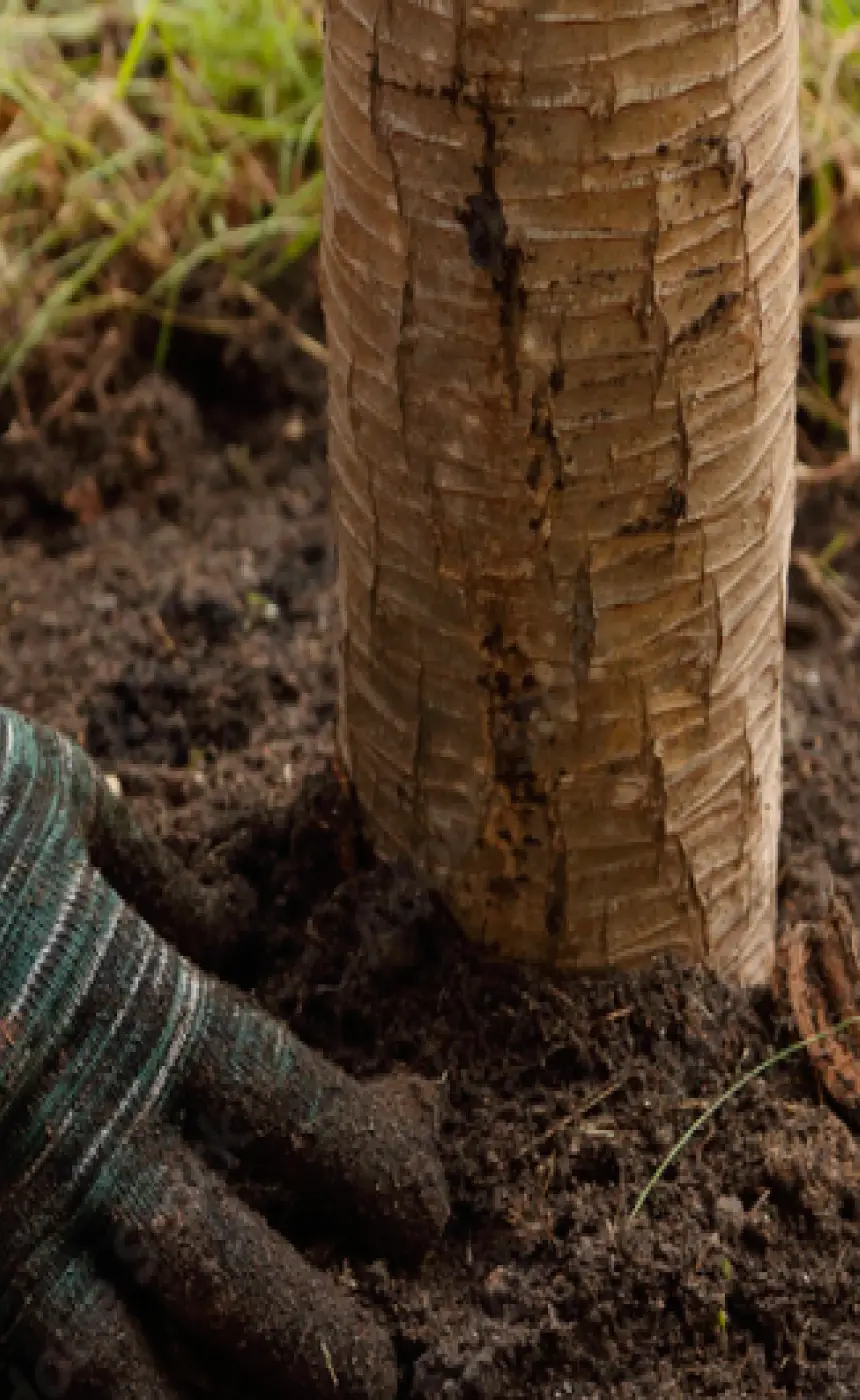 Dutchess County Tree Planting and Transplanting