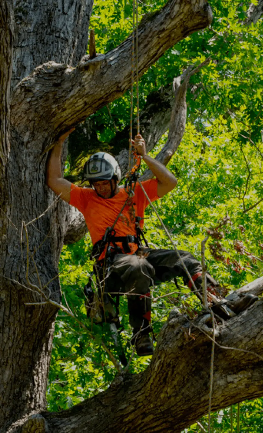 Dutchess County Tree Pruning