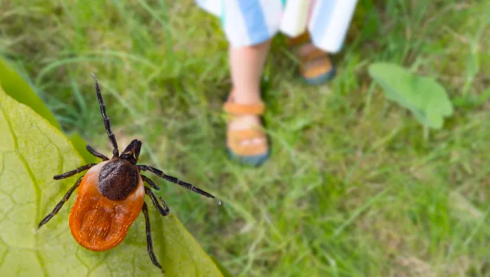 Organic Tick and Pest Control