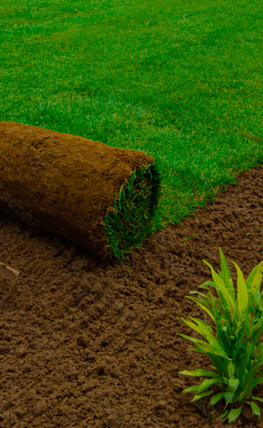 Lush turf and healthy plants maintained by Jillian's Group in Dutchess County